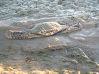 Mating crabs, Roebuck Bay